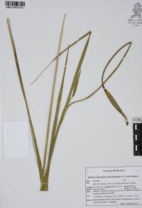Tigridia rzedowskiana image